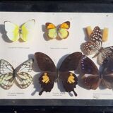 Set of 45 Naturalized Butterflies