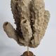 Antique naturalized tubular sponge on wooden base, 23 cm