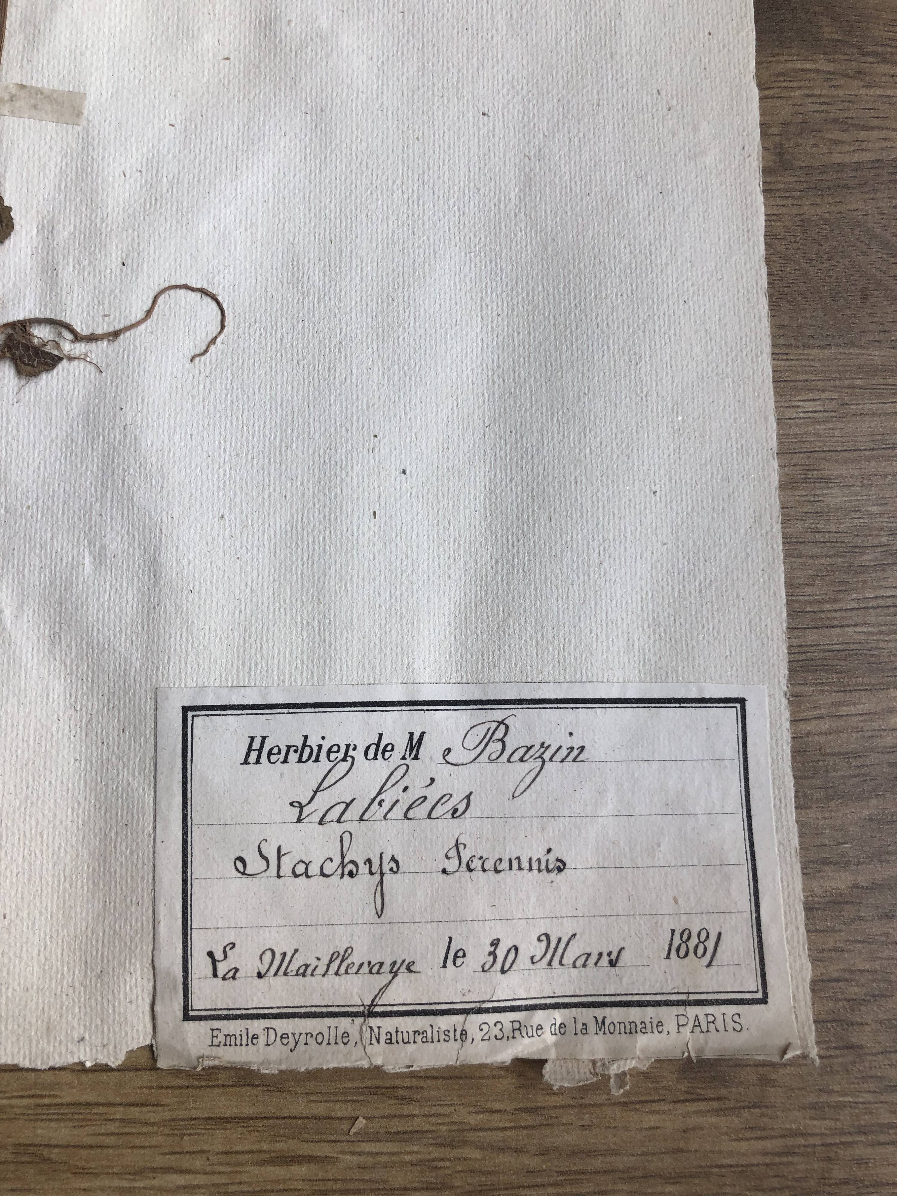 2-page lot of 19th century herbarium Deyrolle