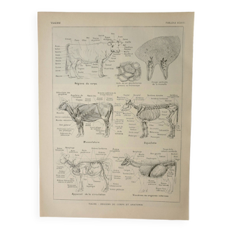Gravure ancienne 1922, Vache, anatomie, squelette, région du corp • Lithographie, Planche originale