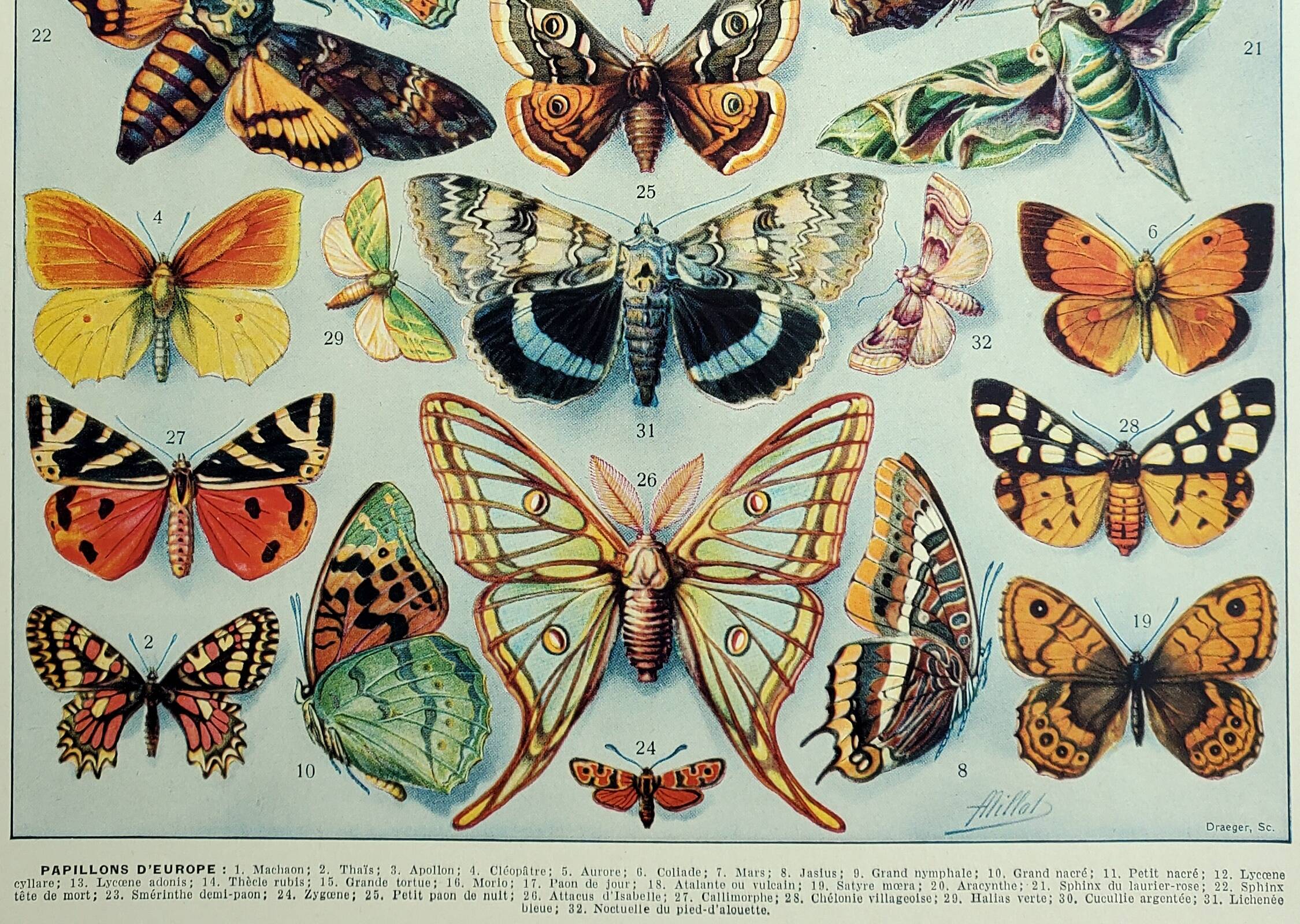 Old engraving 1928, Butterflies of Europe, entomology, insect • Lithograph, Original plate
