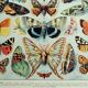 Old engraving 1928, Butterflies of Europe, entomology, insect • Lithograph, Original plate