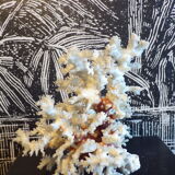 White coral