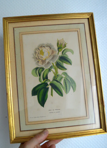 Botanical frame Rose de Provins