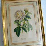 Botanical frame Rose de Provins