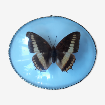 Butterfly naturalized bulging oval frame