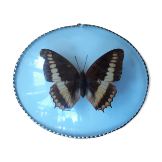 Papillon naturalisé cadre ovale bombé