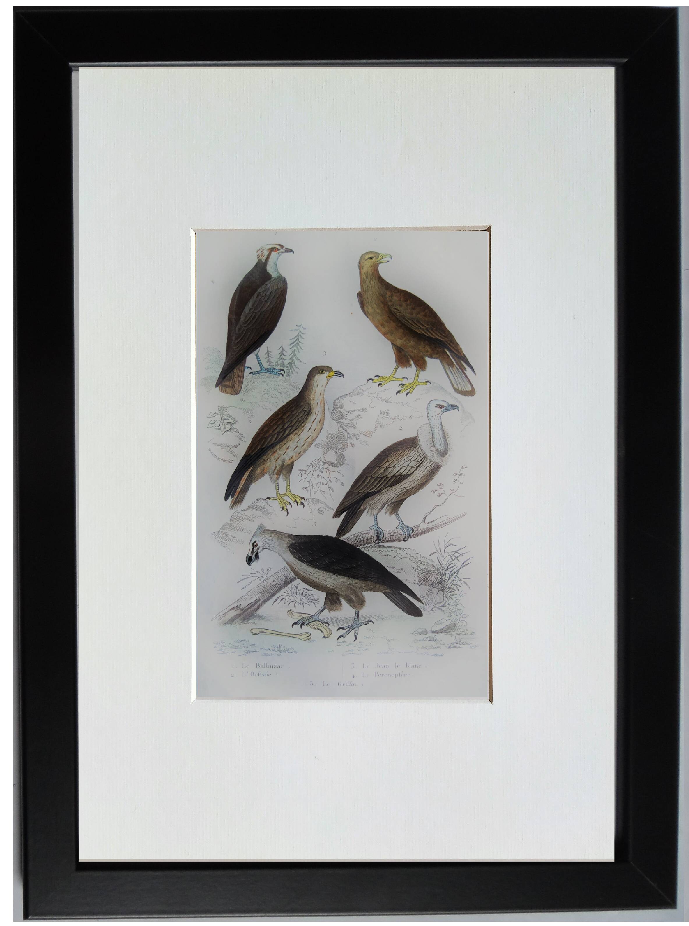 Original Ornithological Plate "Osprey - Fraxine - &c..." Buffon 1836