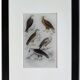 Original Ornithological Plate "Osprey - Fraxine - &c..." Buffon 1836
