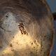 Vintage copper watering can