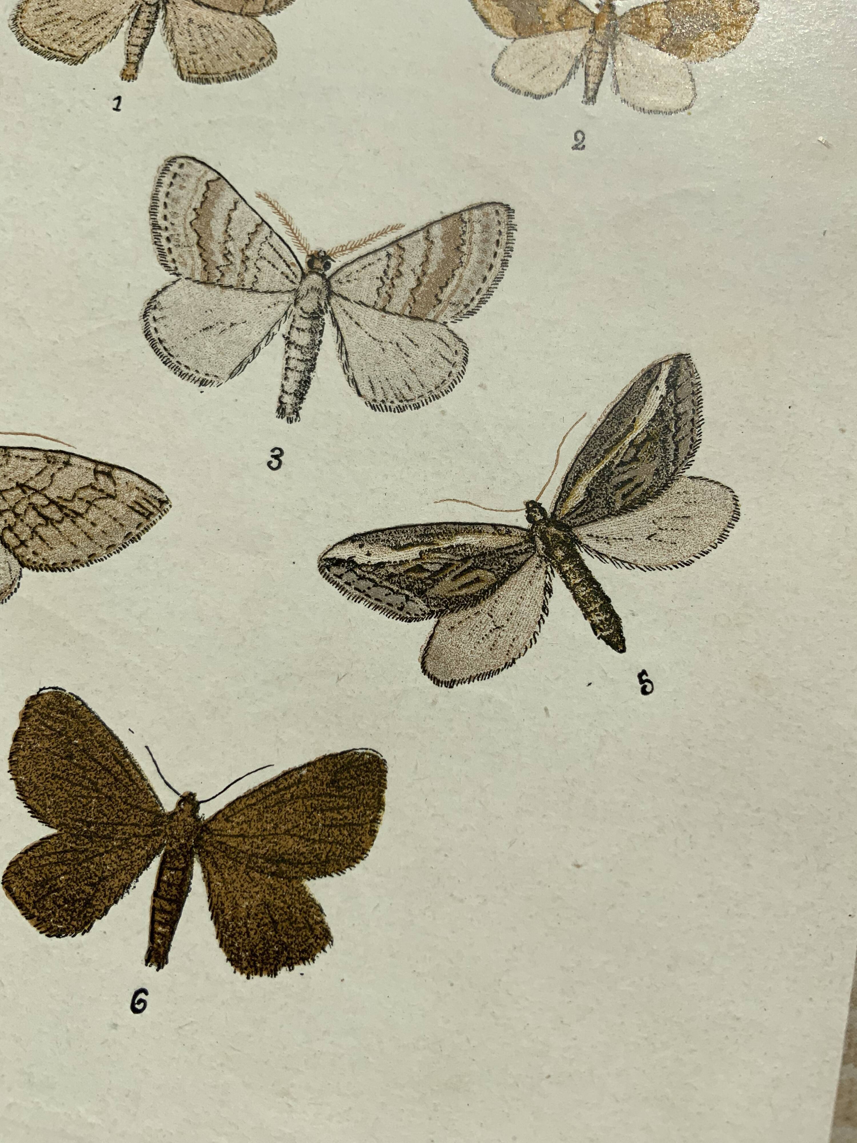 Vintage botanical plate antique butterfly engraving 1903 double-sided G. Denise