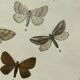 Vintage botanical plate antique butterfly engraving 1903 double-sided G. Denise