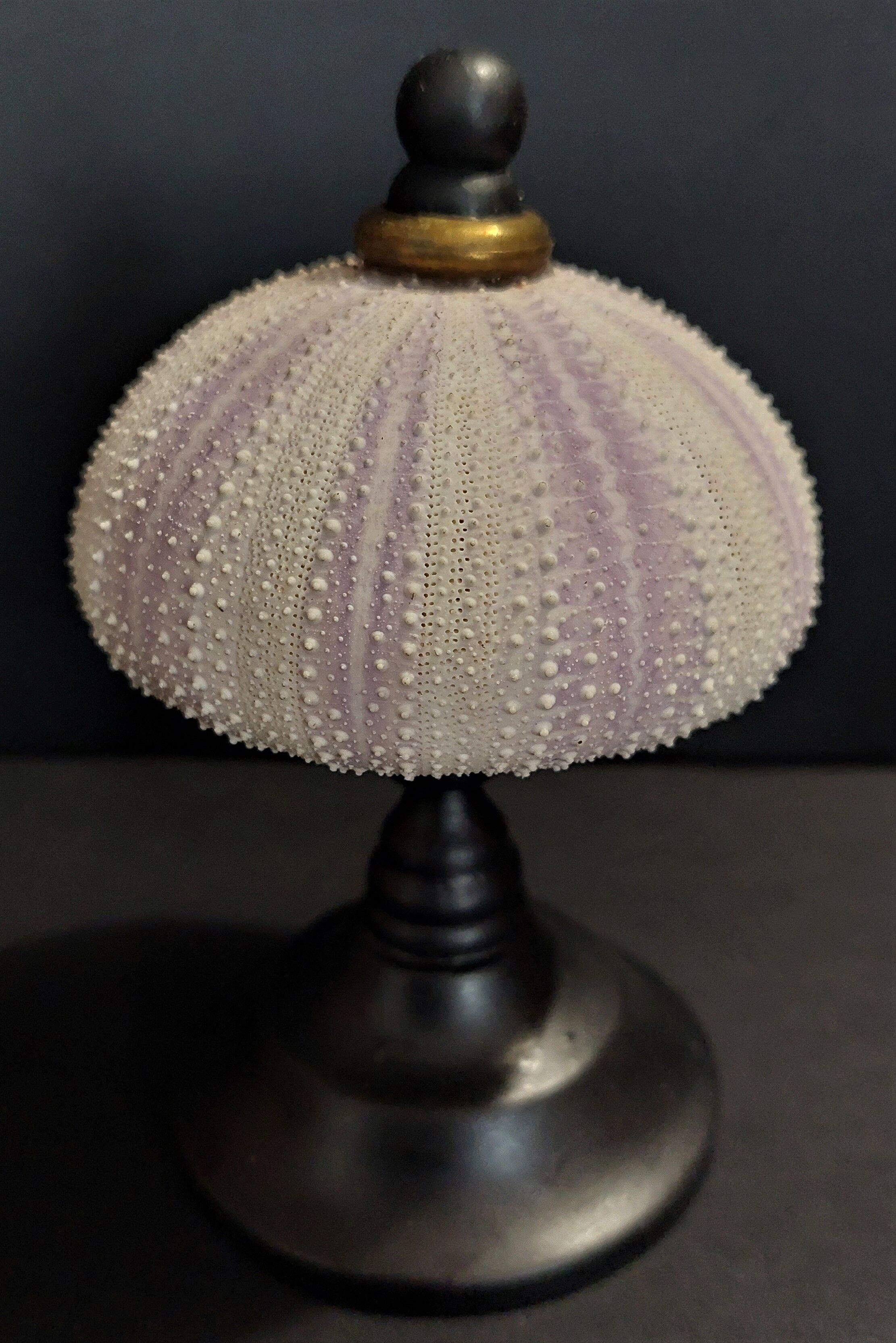 Cabinet of Curiosities sea urchin sphaerechinus granularis on base