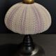 Cabinet of Curiosities sea urchin sphaerechinus granularis on base