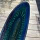Mold tray