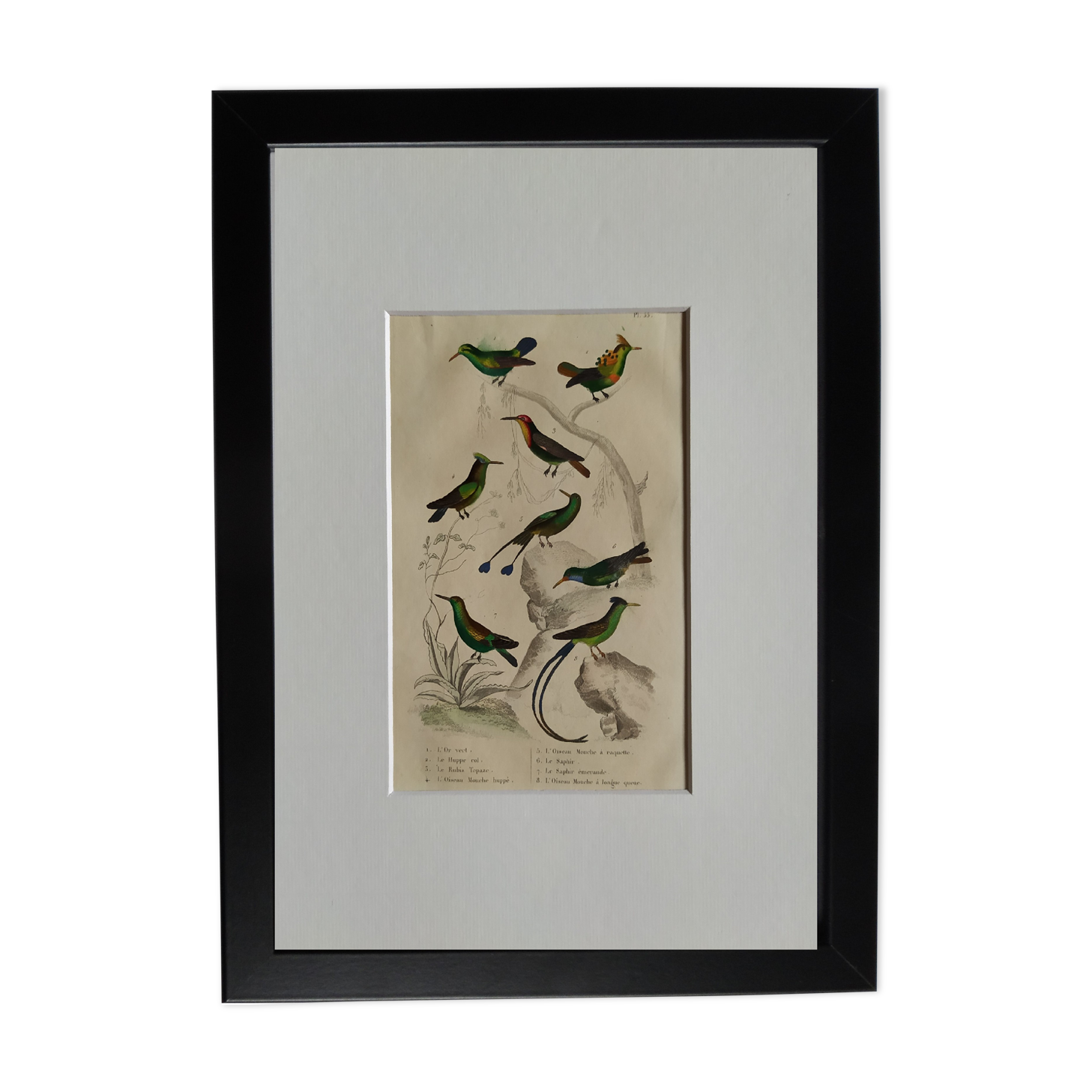 Original Ornithological Plate "Green Gold - Hoopoe - Ruby Topaz - &c..." Buffon 1836