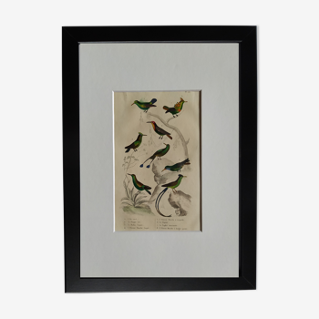 Planche Ornithologique originale " Or vert - Huppe col - Rubis Topaze - &c... " Buffon 1836