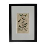 Original Ornithological plate " Green gold - Crested collar - Ruby Topaz - &c... " Buffon (1836)