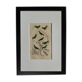 Planche Ornithologique originale " Or vert - Huppe col - Rubis Topaze - &c... " Buffon 1836