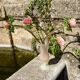 Powder pink vase