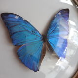 Papillon naturalisé morpho encadré dans un cadre rond bombé