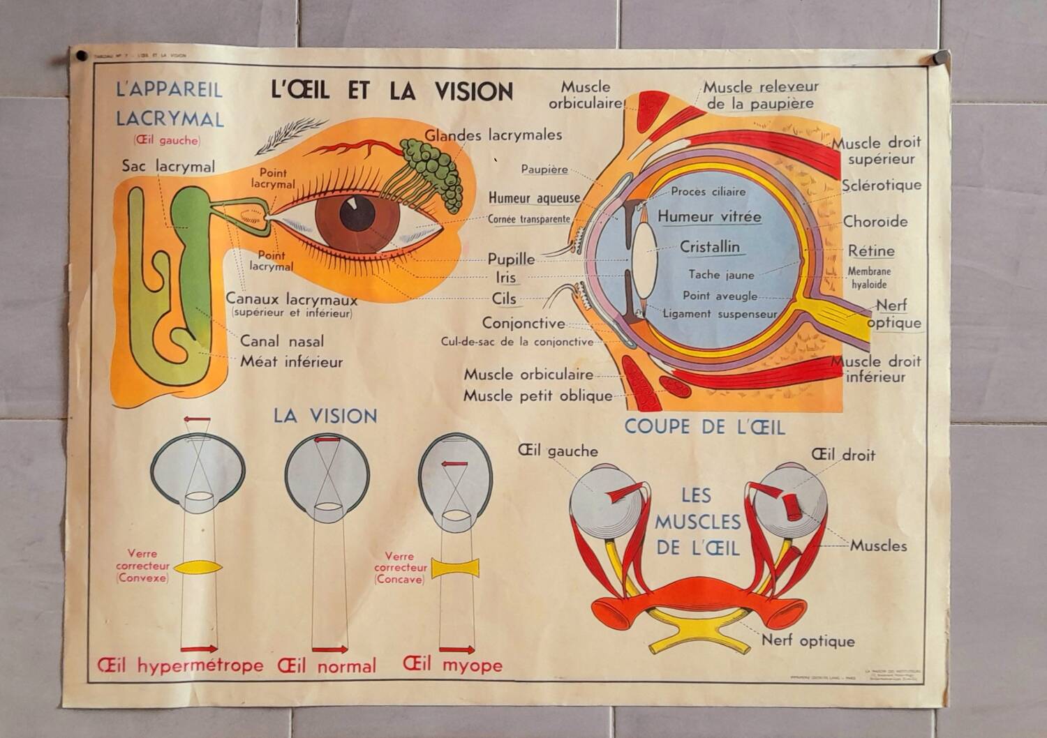 School poster the eye, the ear, the nose.