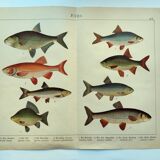 1898 Engraving - Fish - Bream and Rudd. Vintage Lithograph