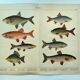 1898 Engraving - Fish - Bream and Rudd. Vintage Lithograph