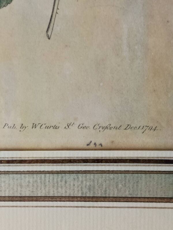 Illustration botanique