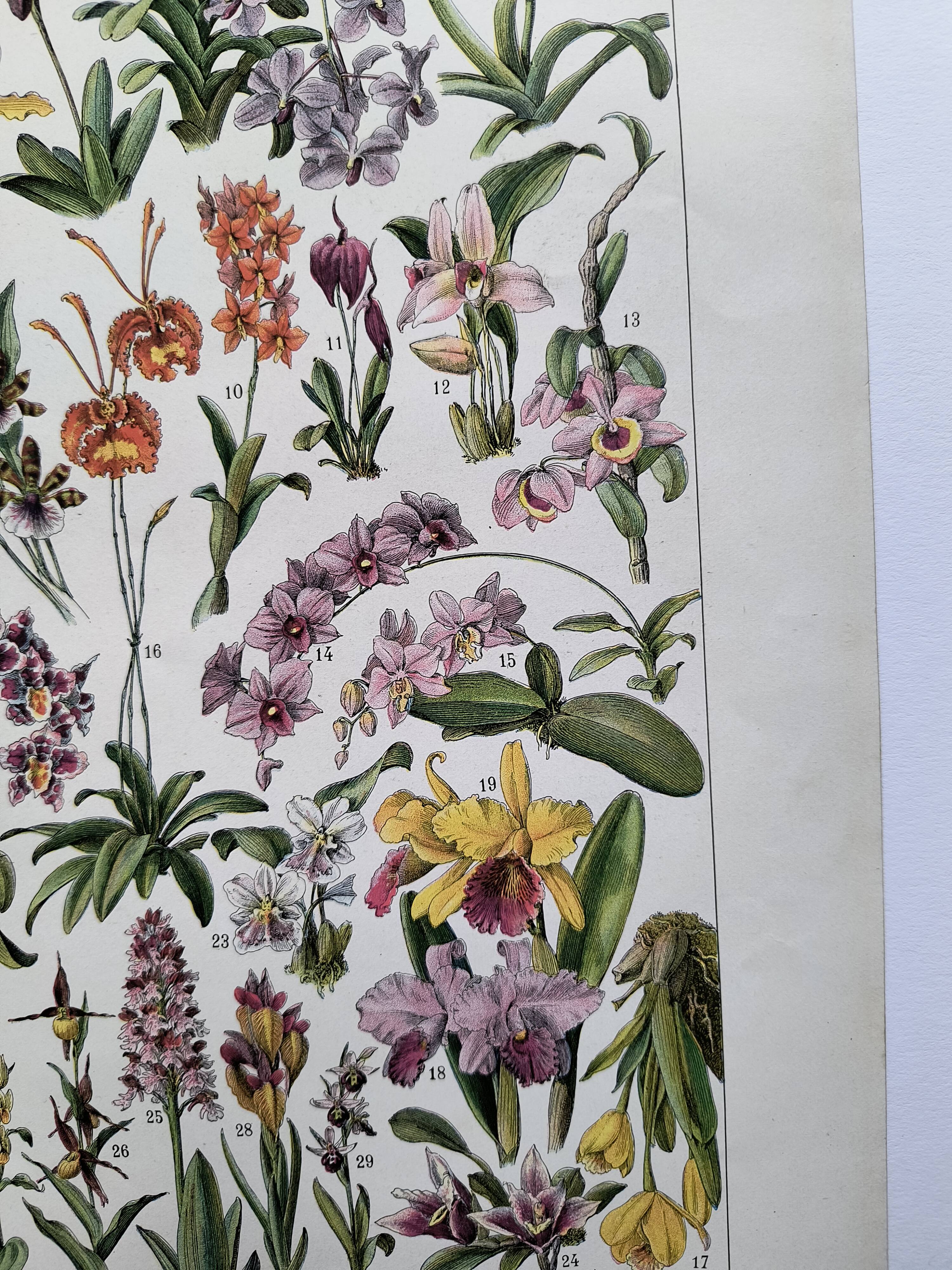 Antique botanical engraving, 1922 - Orchids by A. Millot - flora plate