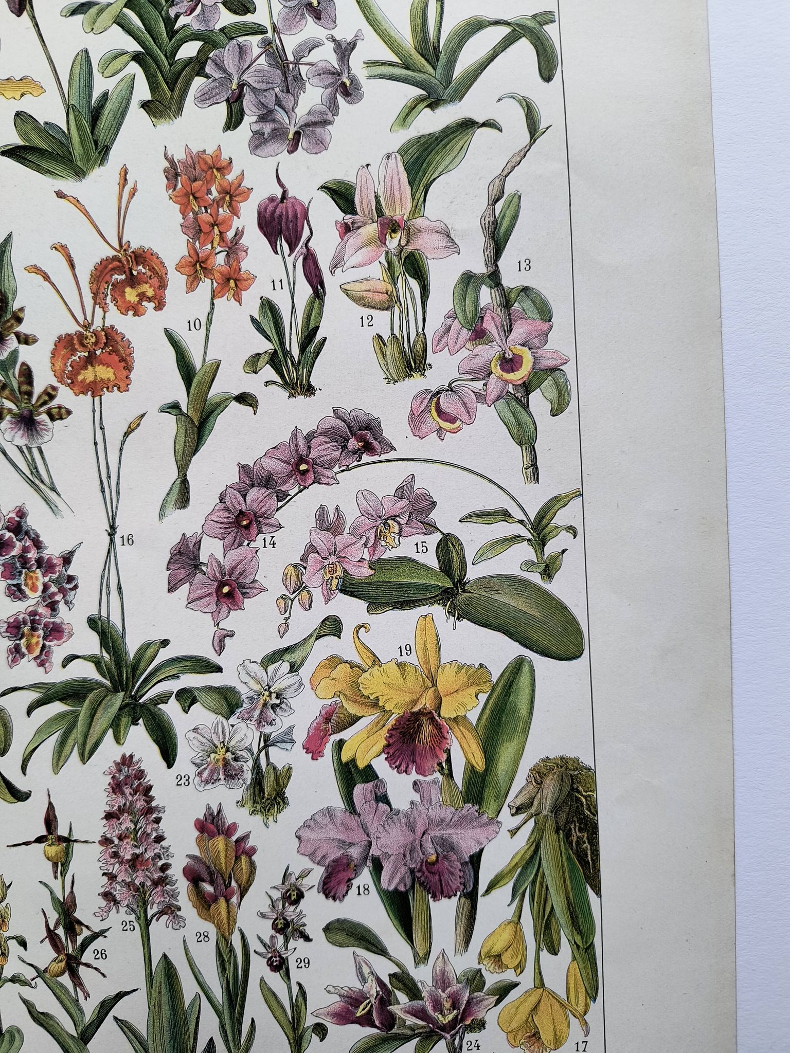 Gravure botanique ancienne  1922 - Orchidées par A.Millot - planche flore