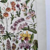 Antique botanical engraving, 1922 - Orchids by A. Millot - flora plate
