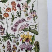 Gravure botanique ancienne  1922 - Orchidées par A.Millot - planche flore