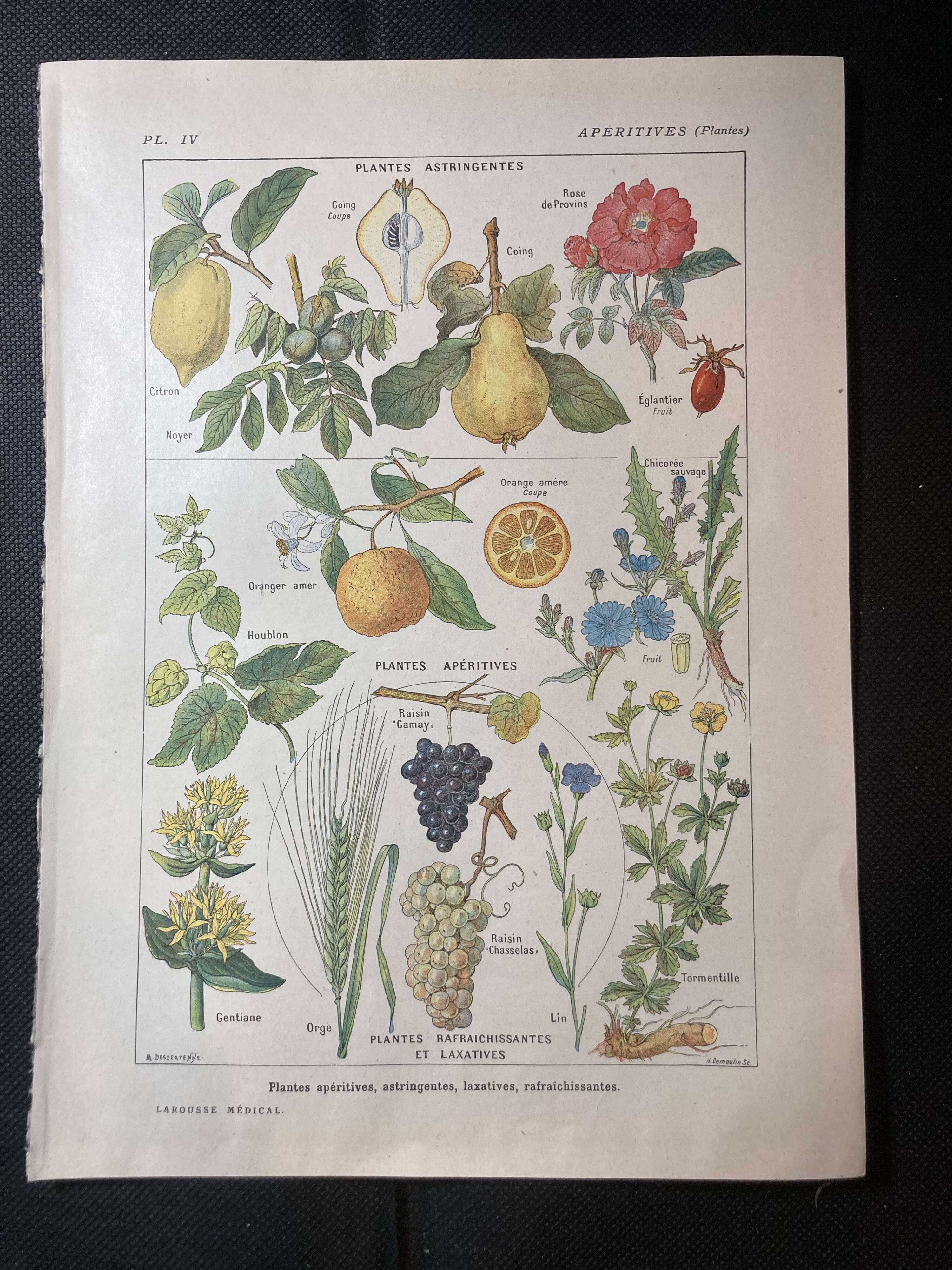 Set of two lithographs from 1922 and a poster on plants