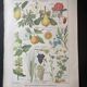 Set of two lithographs from 1922 and a poster on plants