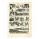 Gravure ancienne 1923 - Courses hippiques par L. Bombled - Cheval litho