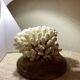 Natural old white coral
