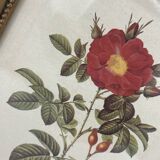 Lithograph PJ Redouté