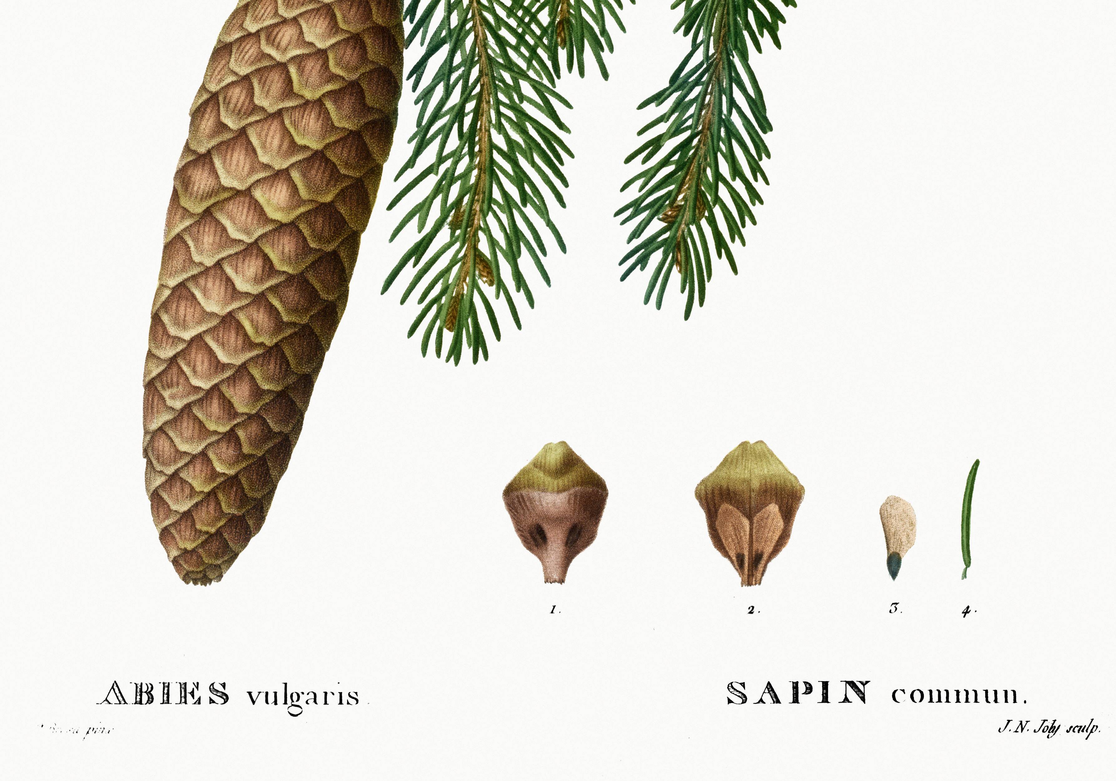 Affiche sur le sapin commun, d’après une gravure de 1802