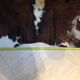 XxL vintage cow skin rug 1970