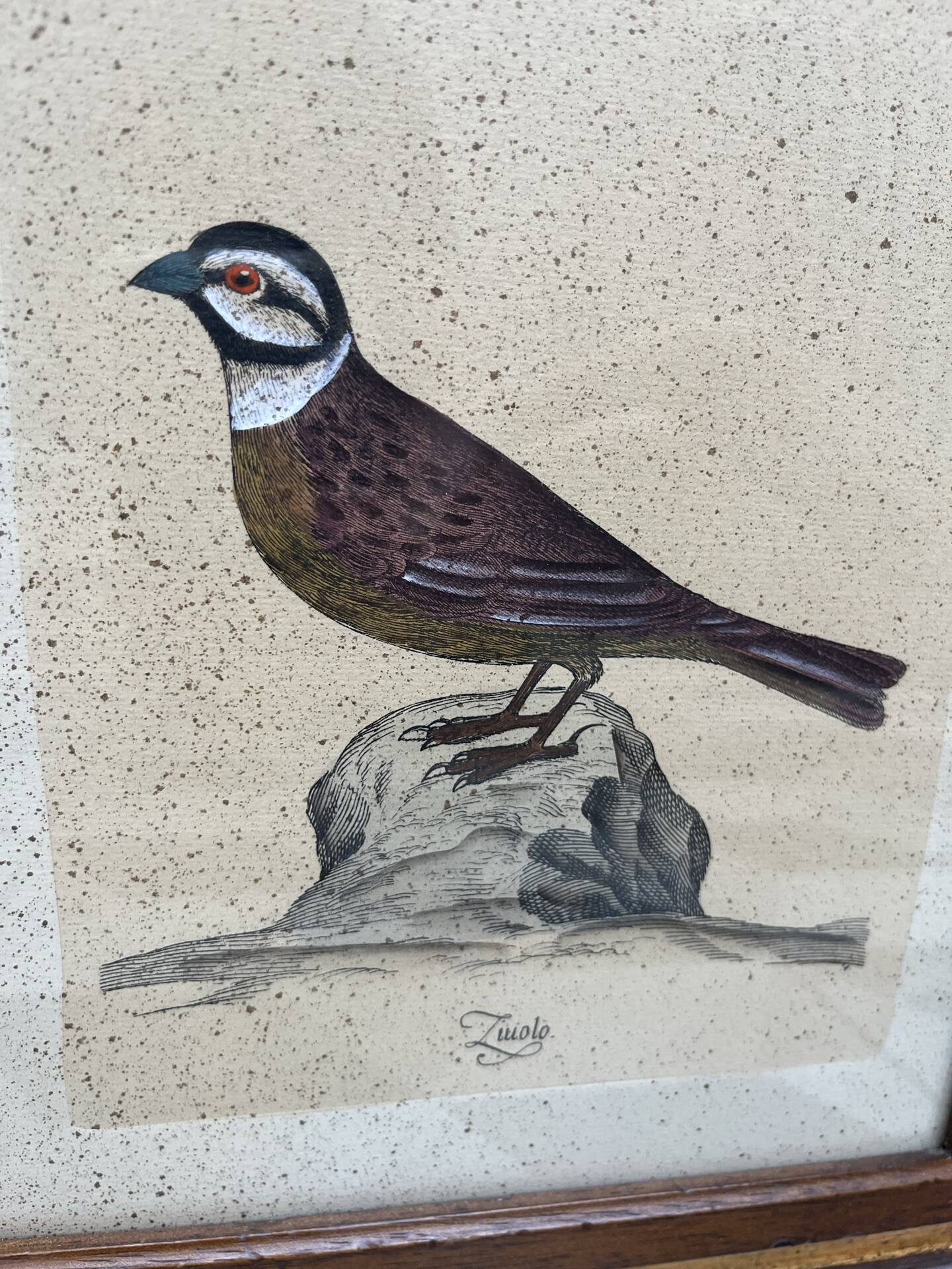 Framed ornithological engraving