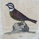 Framed ornithological engraving