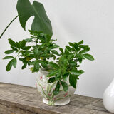 White ceramic pot cache in old flower slip