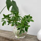White ceramic pot cache in old flower slip