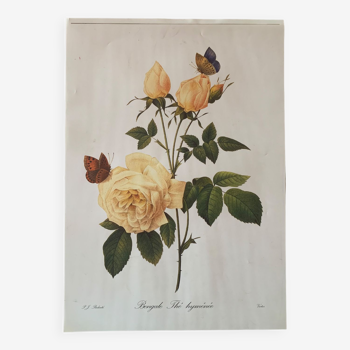 Poster botanical illustration vintage flower