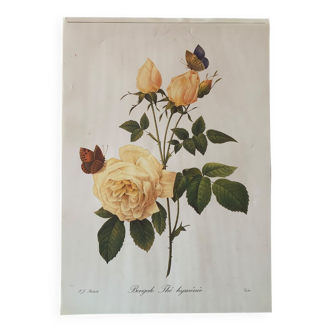 Poster botanical illustration vintage flower