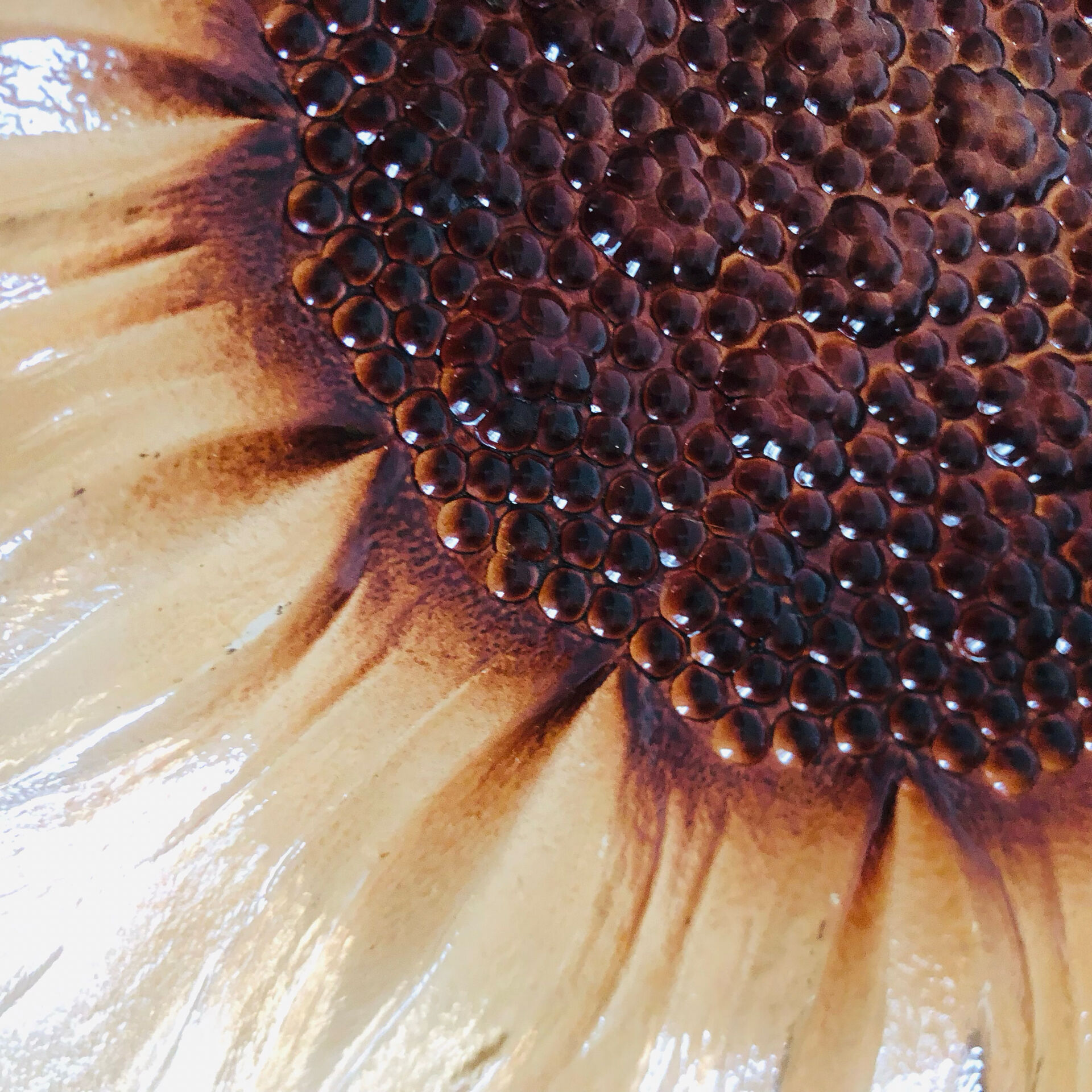Plat tournesol en verre moulé pressé circa 1960