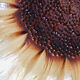 Plat tournesol en verre moulé pressé circa 1960