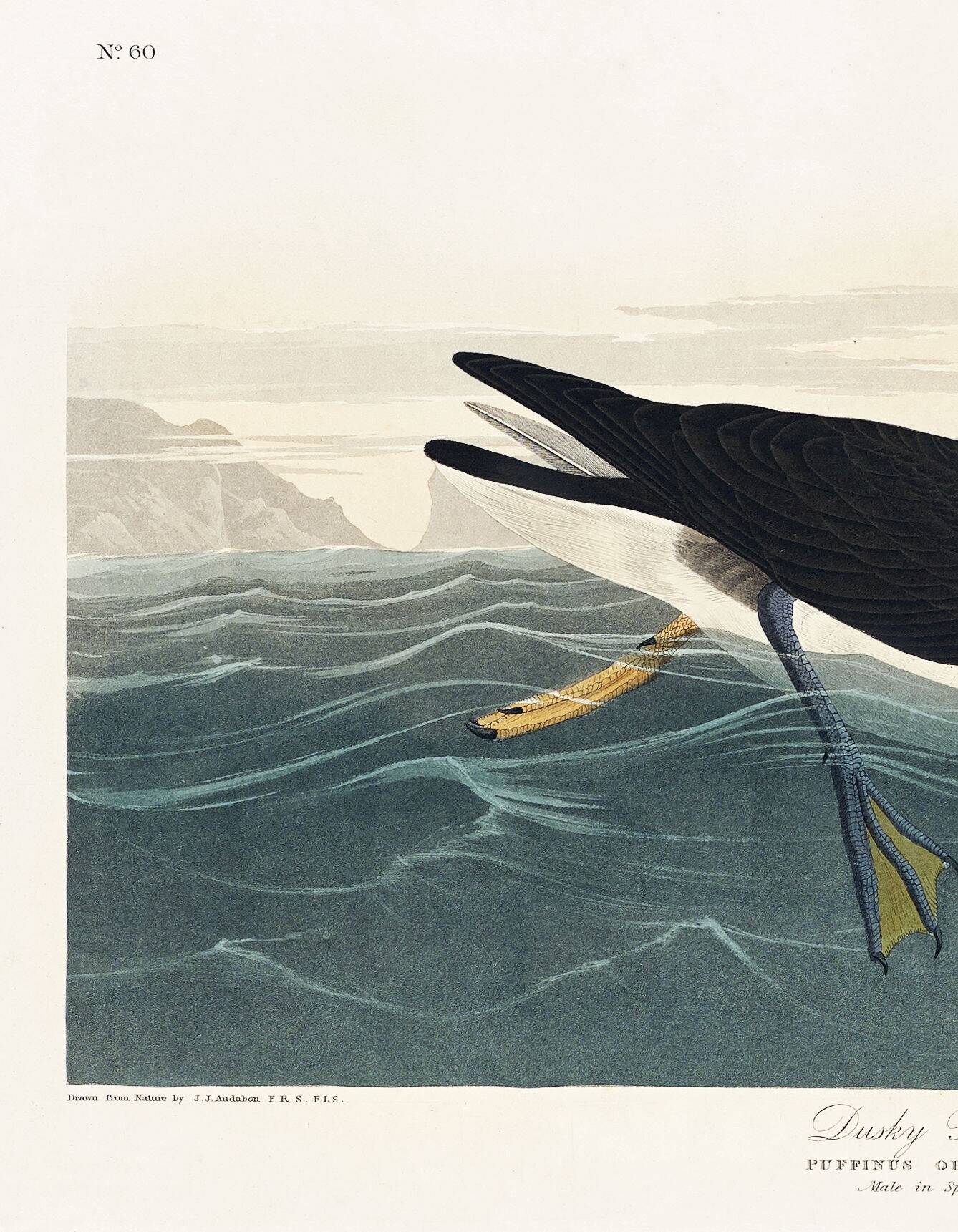 Poster about the Dark Shearwater, after an old engraving from 1827.
