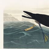 Poster about the Dark Shearwater, after an old engraving from 1827.